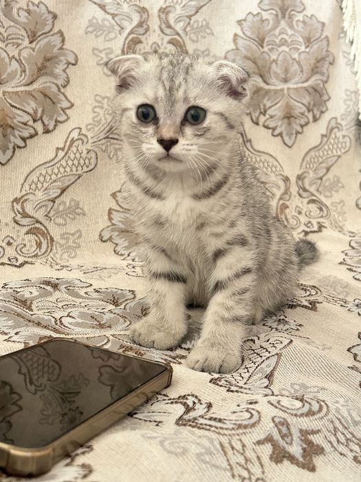 Чистые домашние котенки