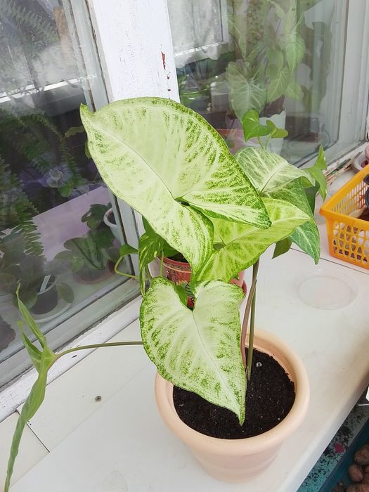 Продаю комнатный сингониум