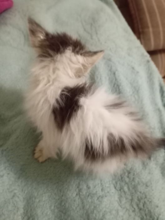 Котик в добрые руки