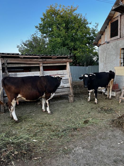 Caută un nou stăpân!