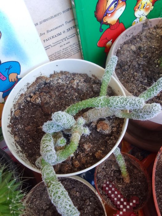 Продам Отростки кактусов