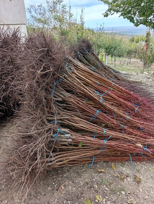 Avem pomii fructiferi și butași vita de vie de calitate preț de produc