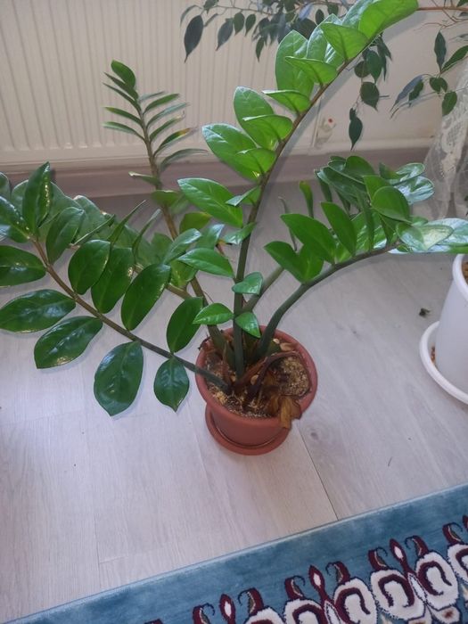 Продам Замиокулькас (долларовое дерево)