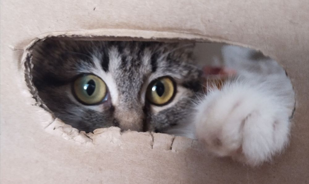 Котёнок девочка в добрые руки