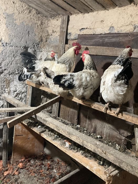 Куры адлерские 1+9