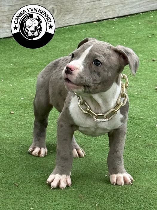 Mascul amstaff blue merle