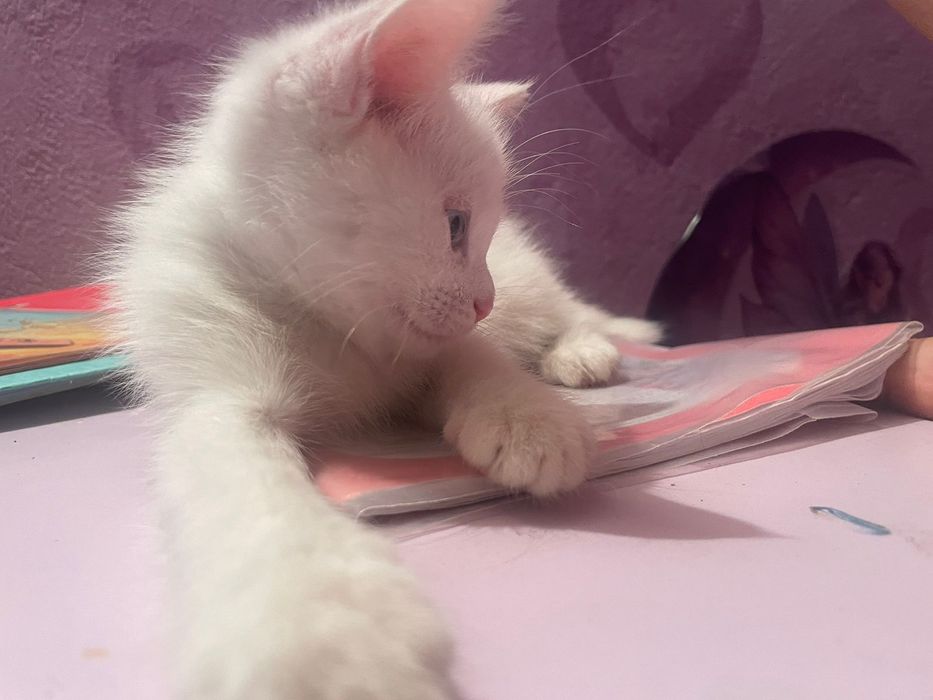 Отдам в добрые руки котёка