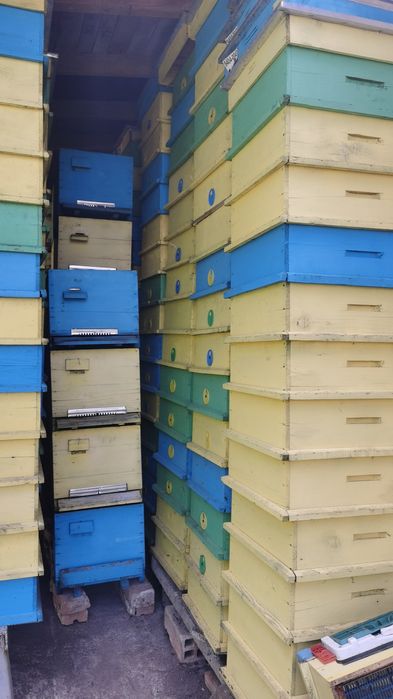 Продавам кошери даданблат 10 рамкови + магазини!