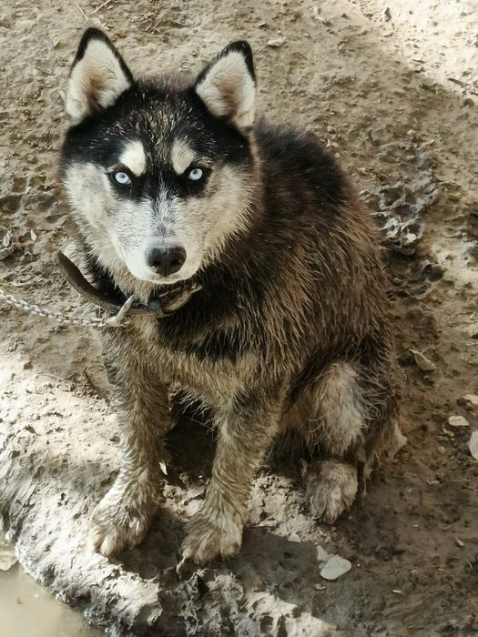 Haqiqiy sibirski xaski sotiladi ogl bolasi 1yarm yosh