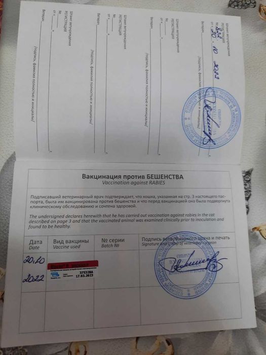 Сибирская кошка (Кот)