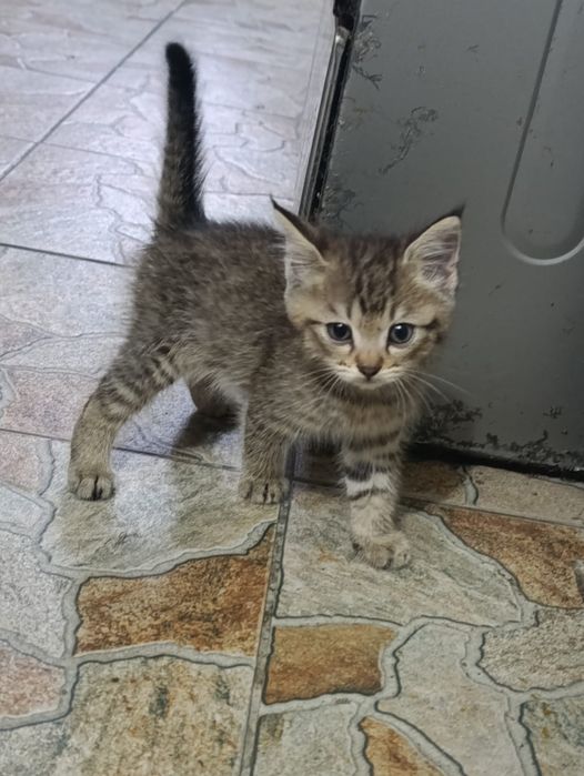 Отдам котят в добрые руки