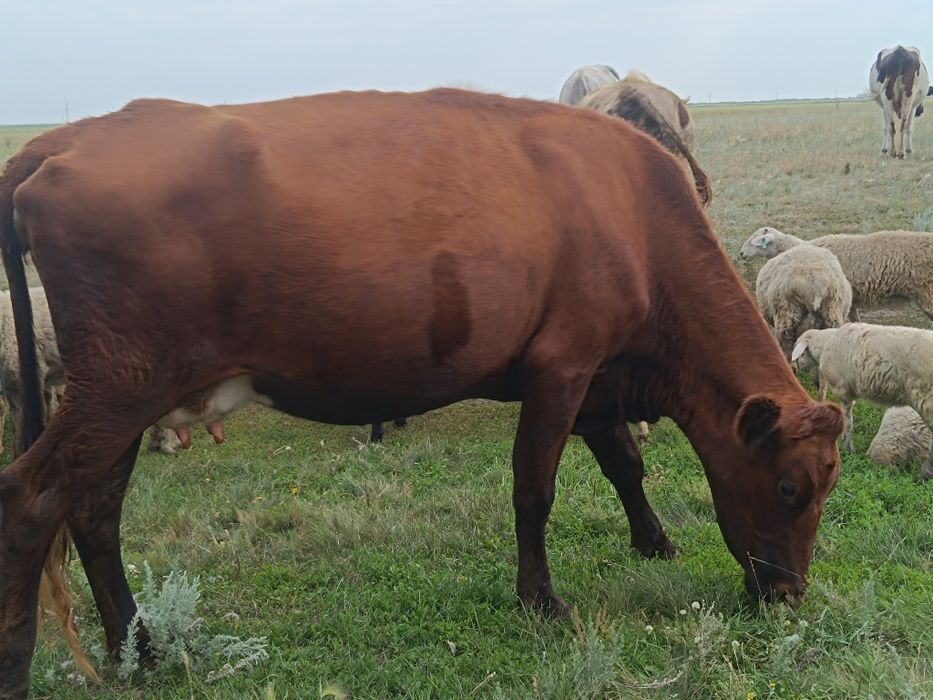 Продам корову третий отел