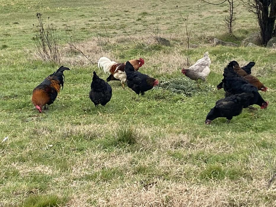 Кокошки - италиански/холандски/смесени