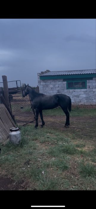 Айғыр сатылады 8 жасар