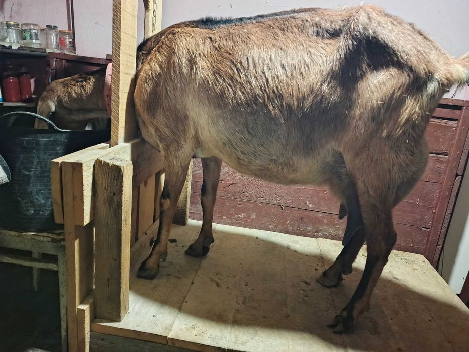 Capră de lapte Anglonubiană cu ieduțe