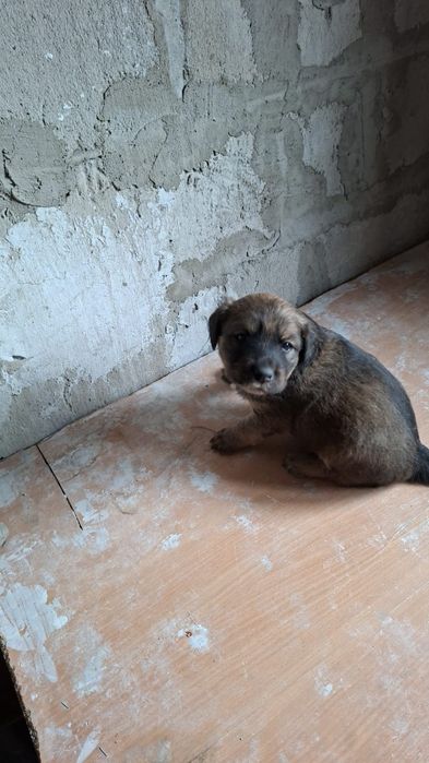 Отдам щенков в добрые руки.