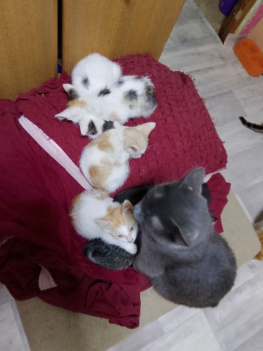Котята, кошки даром