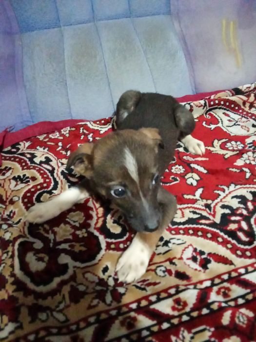 Отдам щенят даром