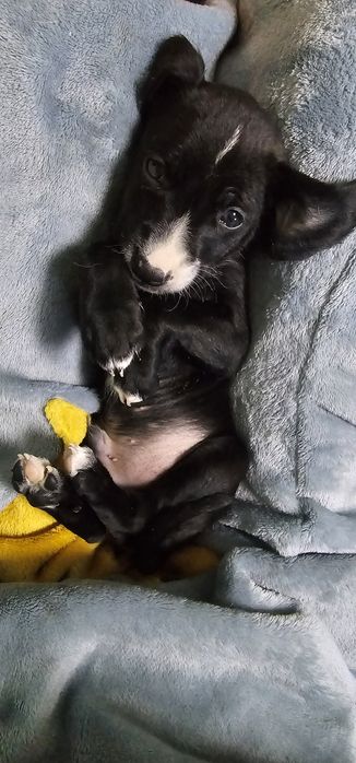 Щенки. Мама, Кокер спаниель.