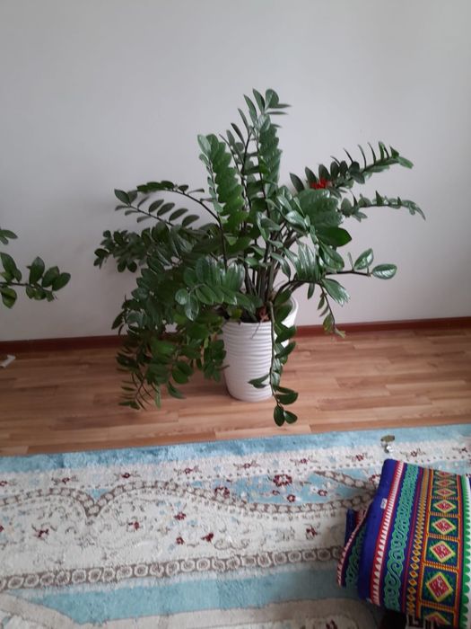 Комнатные растение