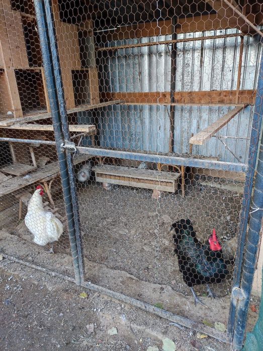 Ouă păsări australorp