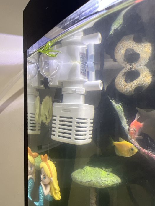 Akvarium baliqlari blan