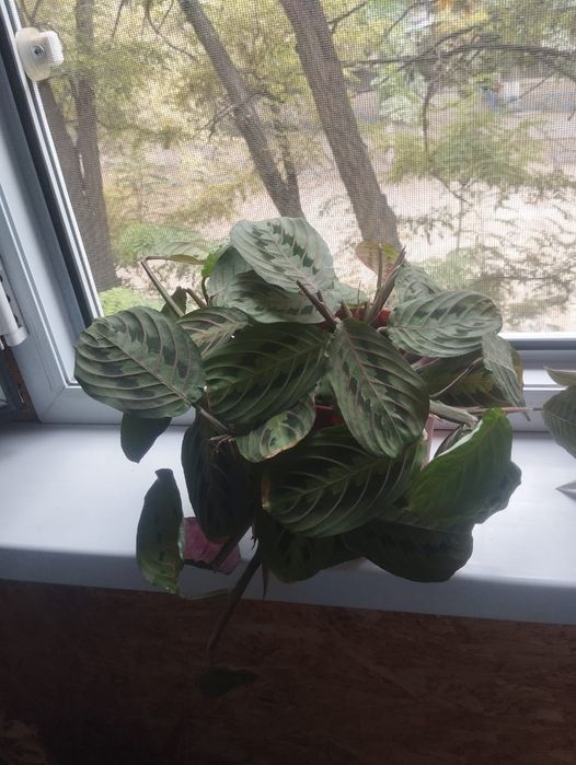 Цветы  комнатная