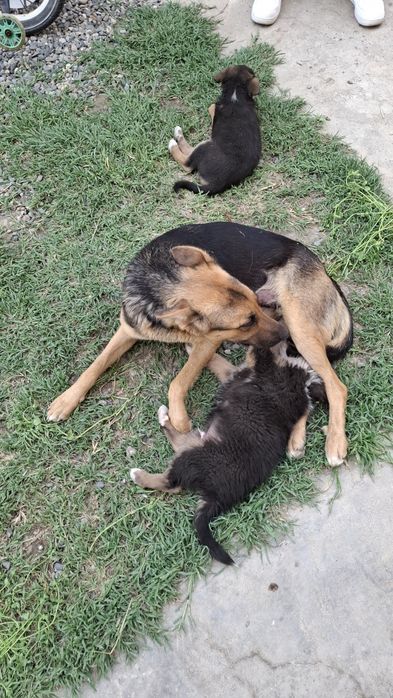 Ovcharka bolalari sotiladi