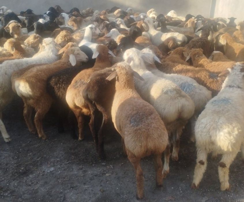 Кой Бараны токтушки продаётся Г.АЛМАТЫ