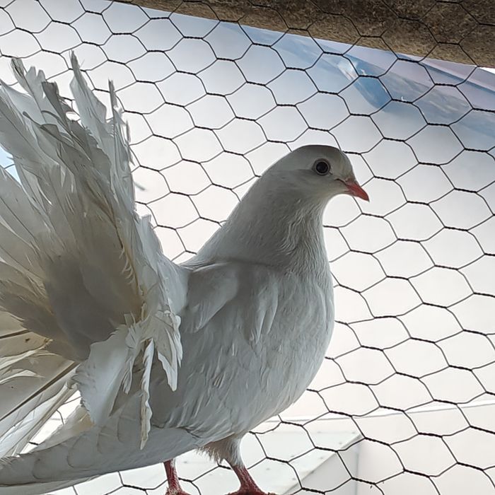 Vând porumbei înfoiați și standard