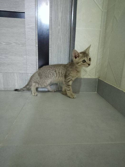 Mushukla xadyaga beriladi