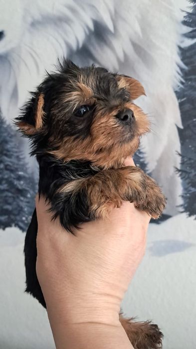 Йоркширские терьеры мальчики и девочки