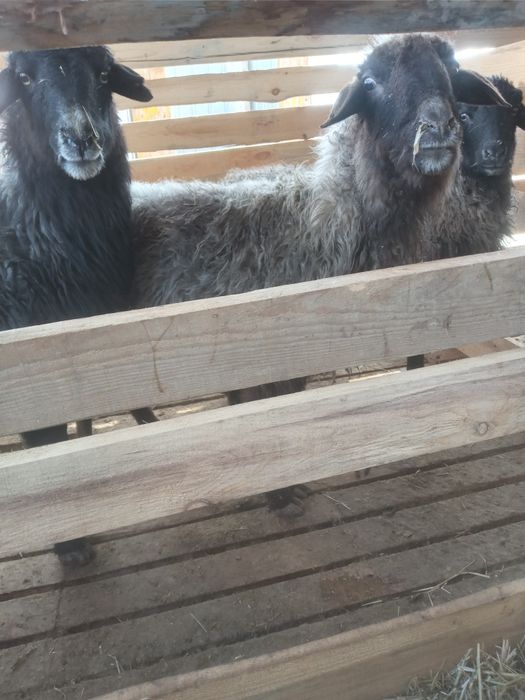 Қой тоқты сатылады