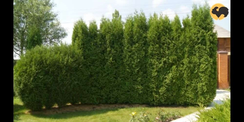 Топиарная искусство. Самшитларни ва хар хил арчаларни стрижка киламиз