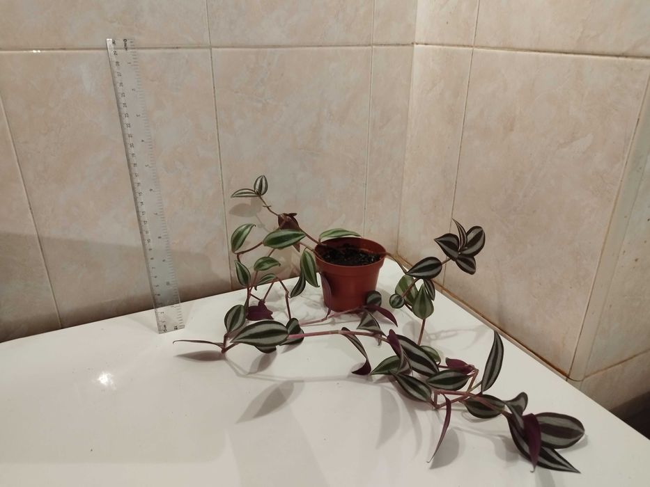 Коледниче, Комплект Мушкато, Кливия, Традесканция, Алиум, Спатифилум