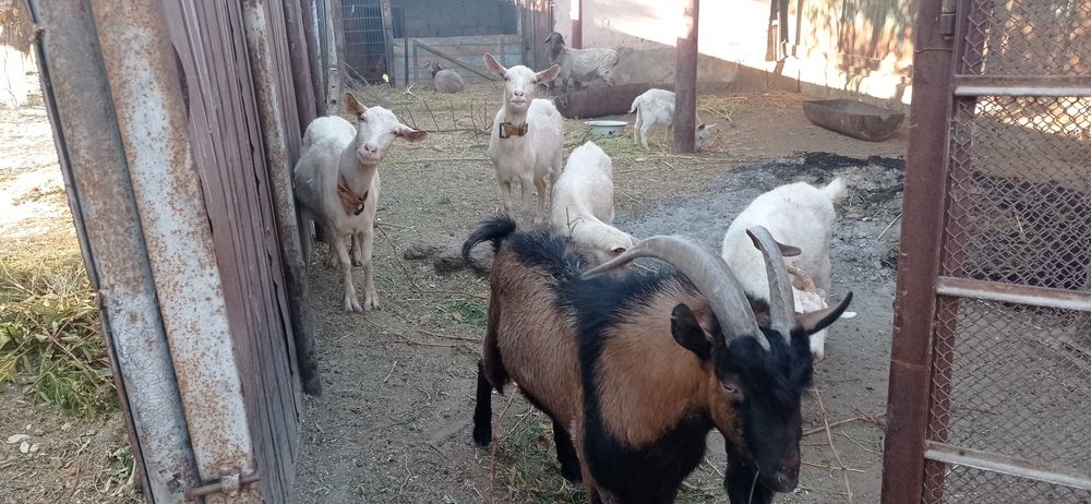 Общии барлығы сатылады