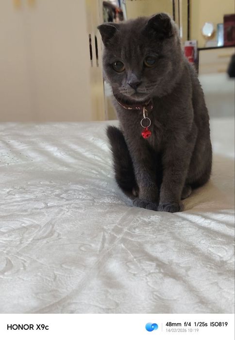 Мушук британские