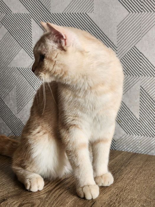 Продаётся кот породы скотиш страйт