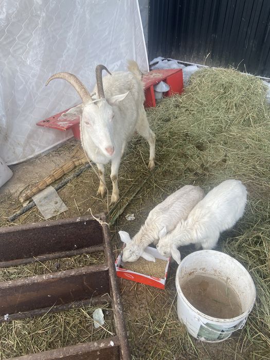 Ешкі екі баласымен