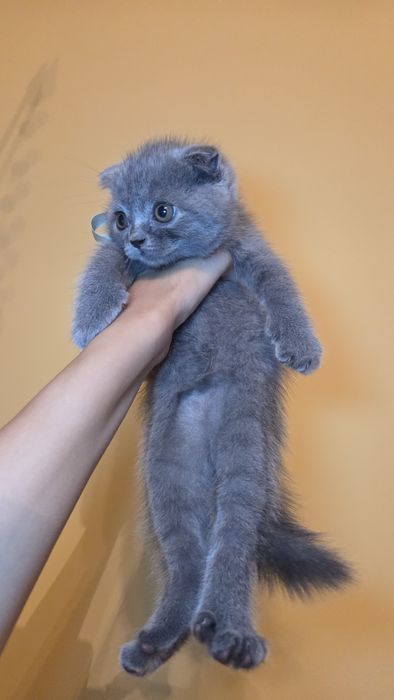 Puiuți Scottish Fold/Straight