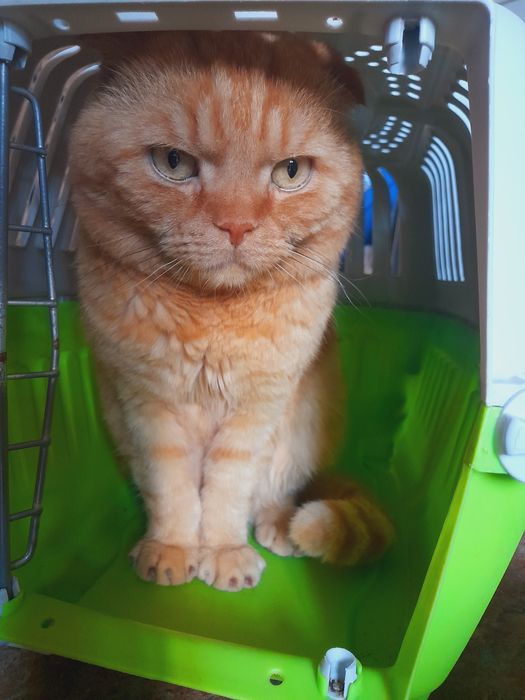 кот шотландский вислоухий