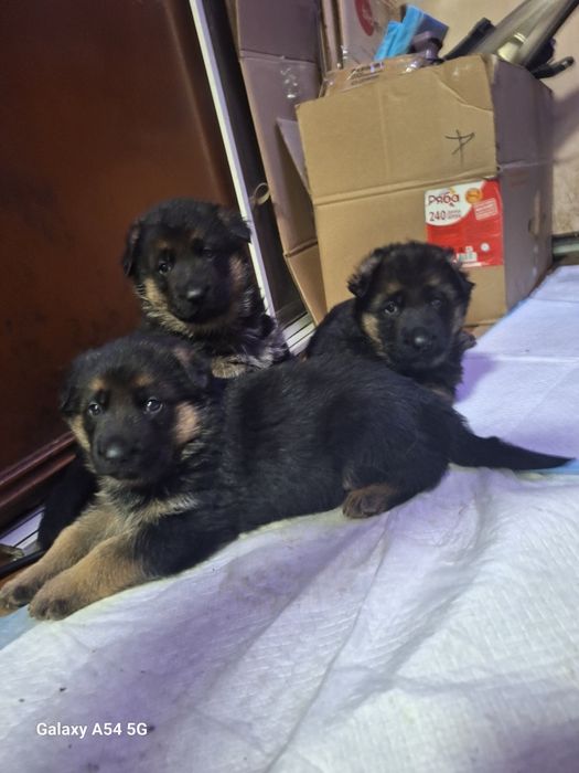 Продам щенков немецкой овчарки