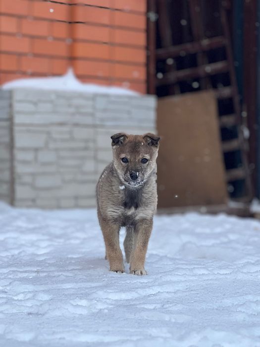 Күшік / щенок девочка