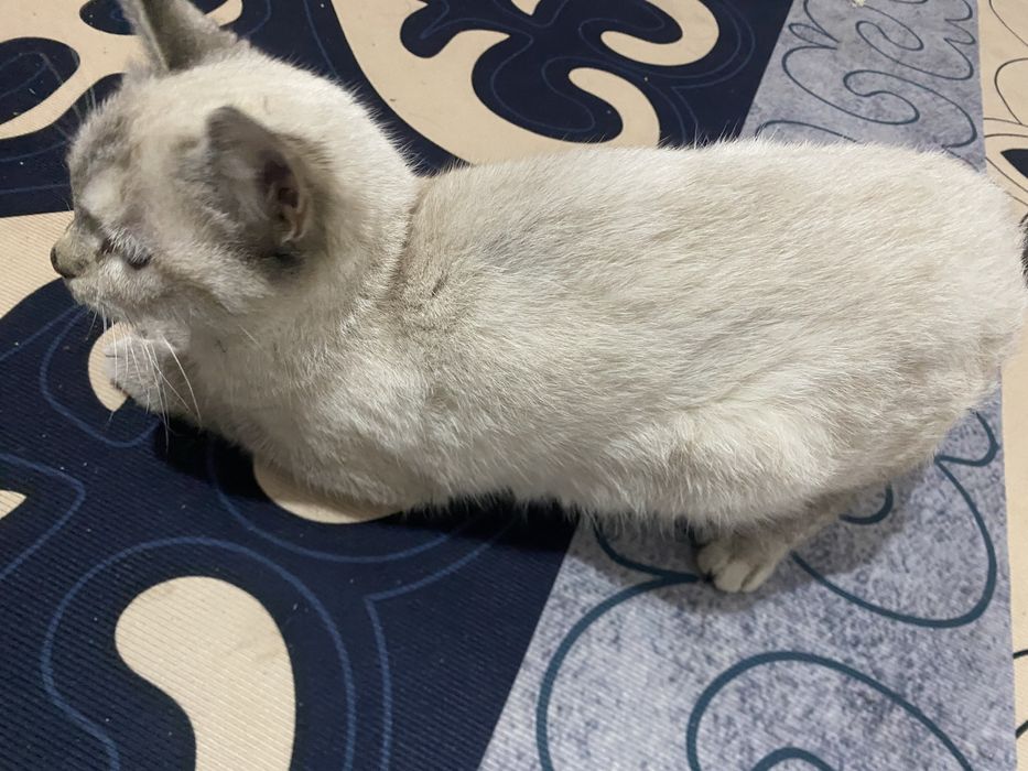 охос азулес кошка редко