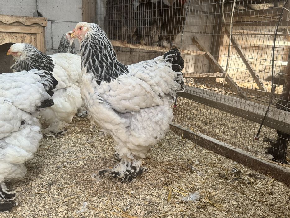 Vand gaini rasa brahma