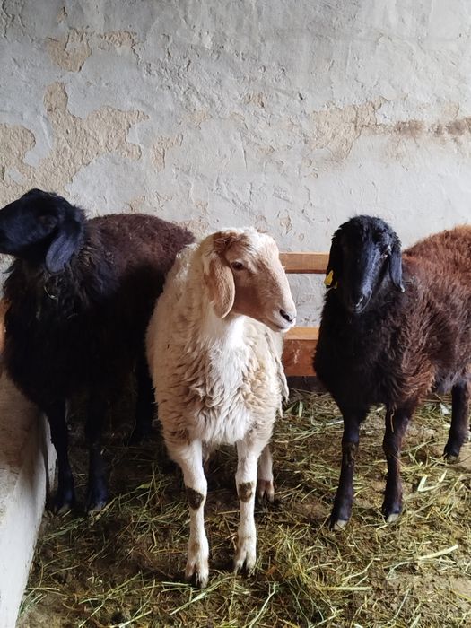 Қой сатылады Тұсақ