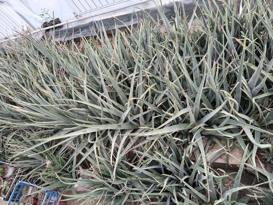 Продам розы, алоэ - вера.