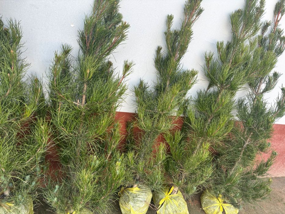 Арчалар 2026 саженцы