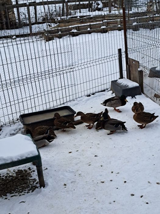 Vând rațe Sălbatice