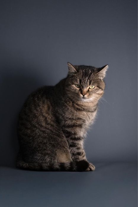 Кошечка возрастом два года ищет дом